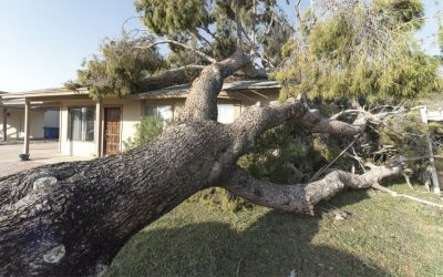 The Dangers Trees Pose to Your Roof